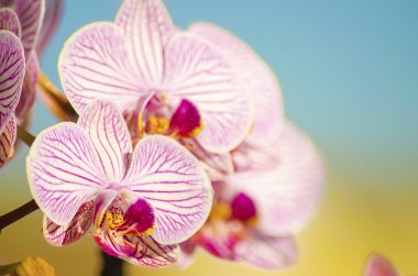pembe orkide phalaenopsis