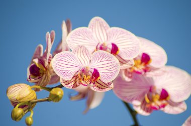 Pink Orchid, Phalaenopsis clipart