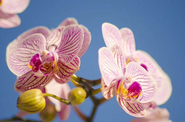 Rózsaszín orchidea, phalaenopsis — Stock Fotó