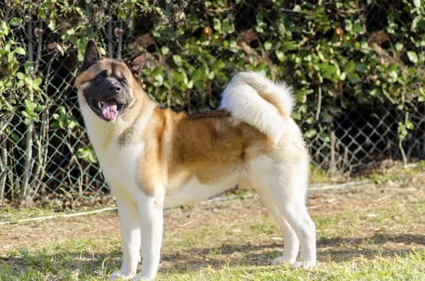 Akita americana — Foto de Stock