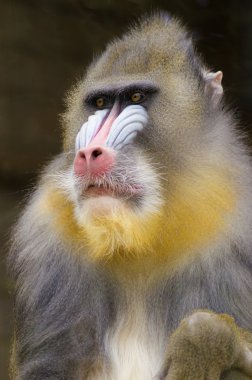 Mandrill'di