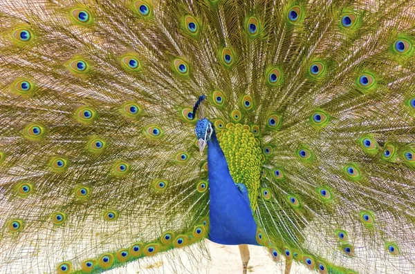 Indian peacock — Stock Photo, Image