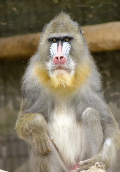 Mandrill — Stock Photo, Image