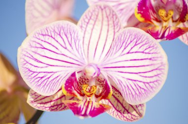 pembe orkide phalaenopsis