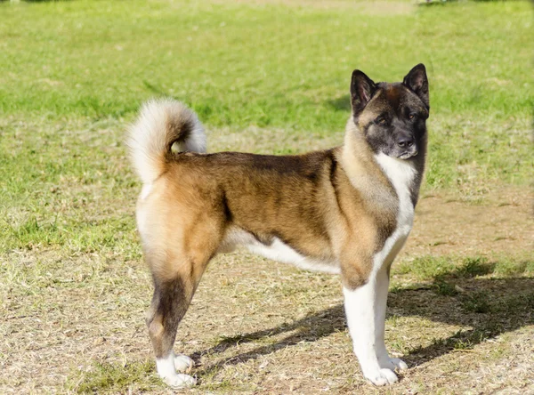 Amerikanische akita — Stockfoto