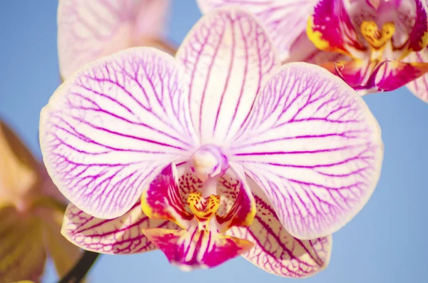 Orquídea rosa, Phalaenopsis — Fotografia de Stock
