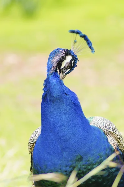 Indian peacock — Stock Photo, Image