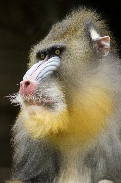 Mandrill — Stockfoto