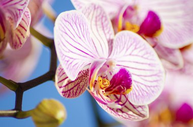 pembe orkide phalaenopsis
