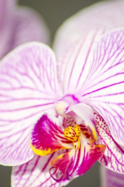 pembe orkide phalaenopsis