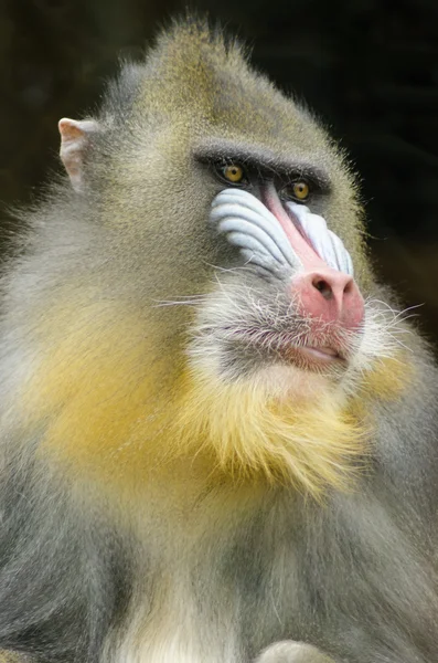 Mandrill — Stockfoto