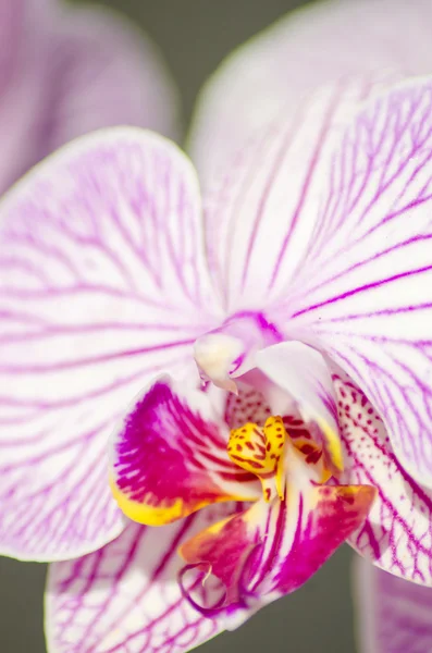 Rózsaszín orchidea, phalaenopsis — Stock Fotó