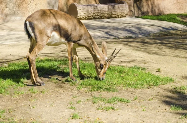 Bontebok — Φωτογραφία Αρχείου