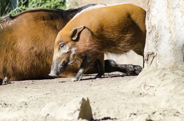 红河猪 — 图库照片