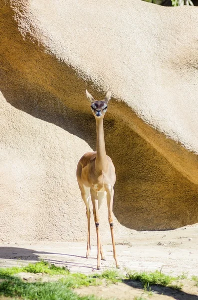 Південна gerenuk — стокове фото