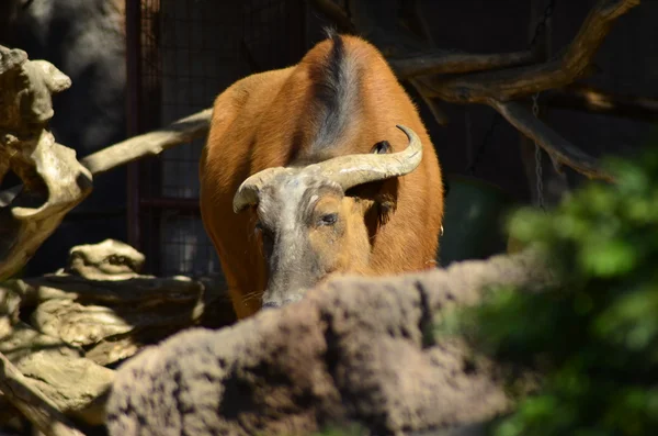 Bosque africano Buffalo — Foto de Stock