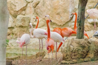 Karayip flamingo