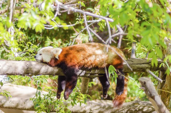 Červená panda — Stock fotografie