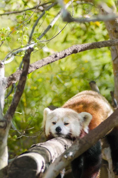 Červená panda — Stock fotografie