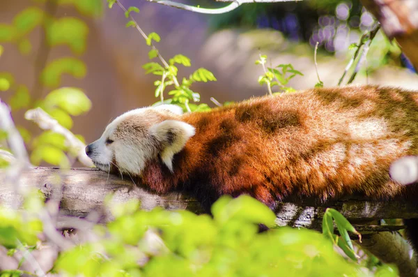 Червоні панди — стокове фото