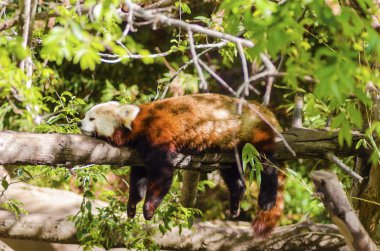 Kızıl panda