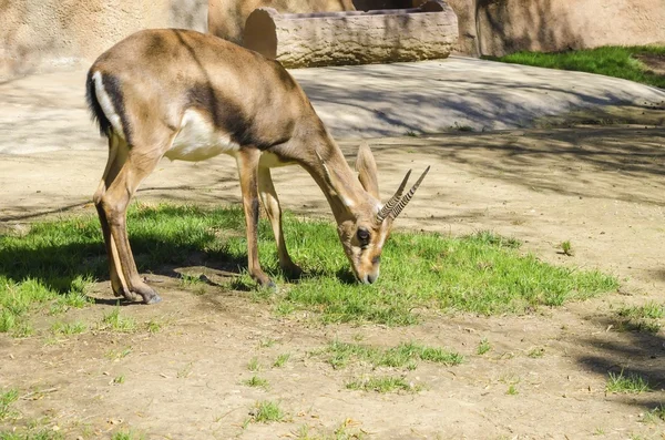 Bontebok — Stock Photo, Image