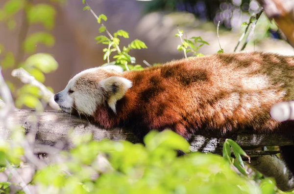 Panda rojo —  Fotos de Stock