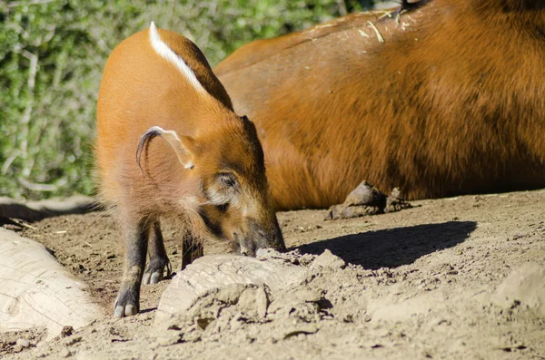 Red River Hog — Stock Photo, Image