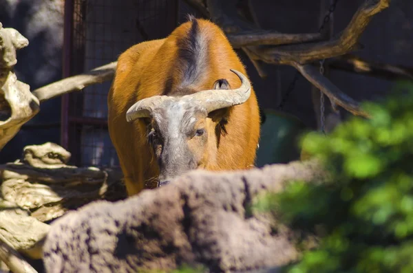 Búfalos da floresta africana — Fotografia de Stock