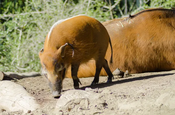 Porco del fiume rosso — Foto Stock