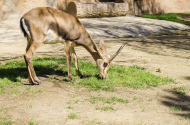 Bontebok
