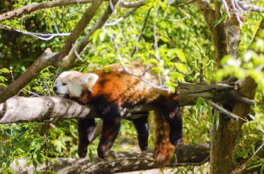 Kızıl panda
