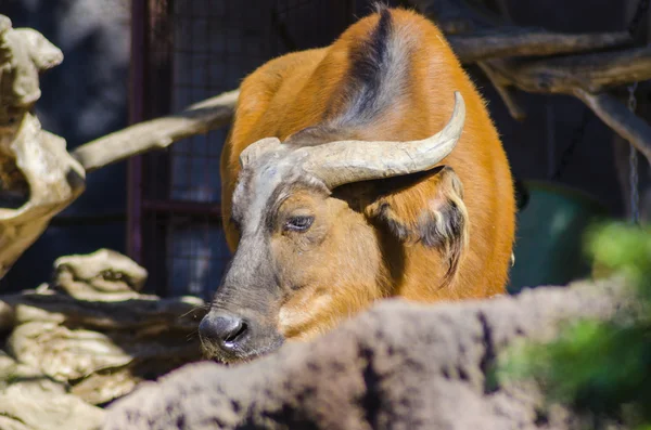 Bosque africano Buffalo — Foto de Stock