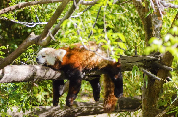 Roter Panda — Stockfoto