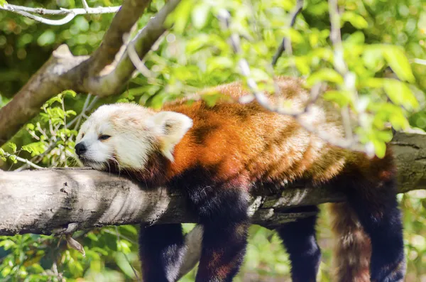 Röd panda — Stockfoto