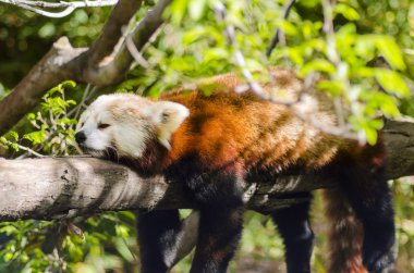 Kızıl panda