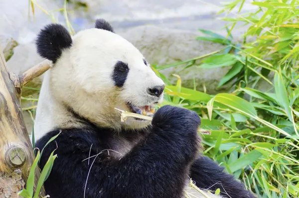 Panda Ordförande — Stockfoto