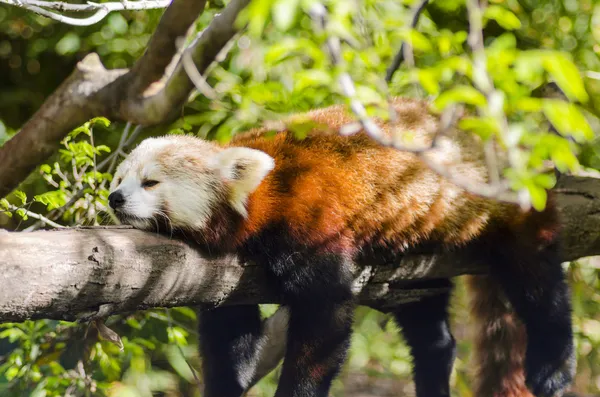 Red Panda — Stock Photo, Image