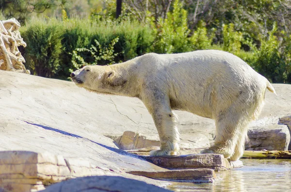 Eisbär — Stockfoto