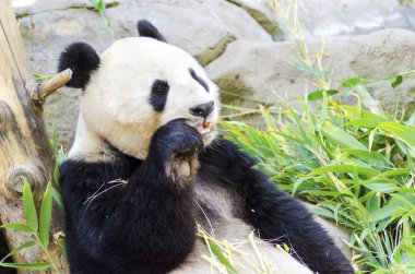 Panda.
