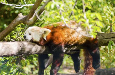 Kızıl panda
