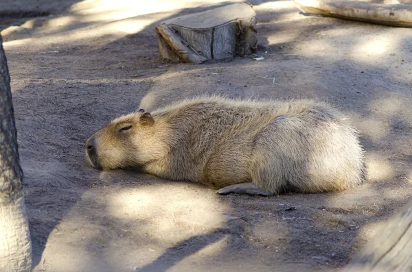 Kapybara — Stockfoto