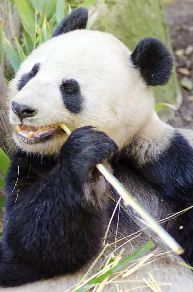 Панда — стокове фото