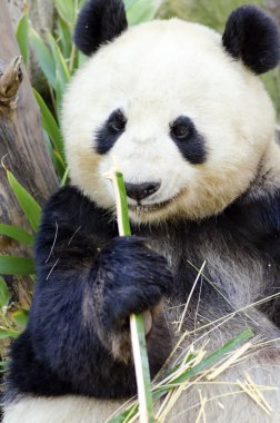 Panda.