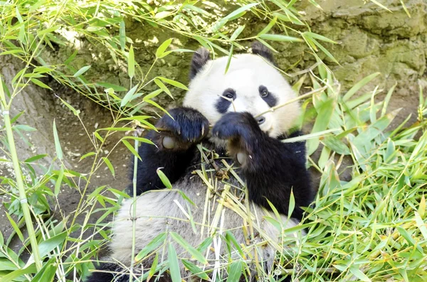 Panda Ordförande — Stockfoto