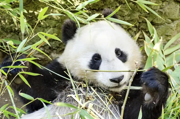 Panda Ordförande — Stockfoto