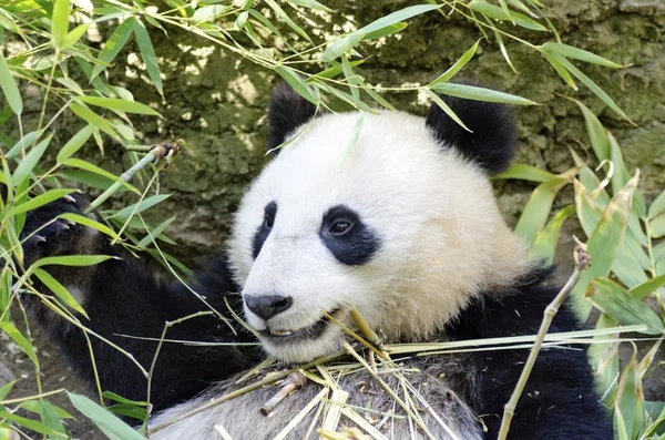 Panda Ordförande — Stockfoto