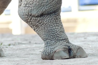 Rhinoceros leg clipart