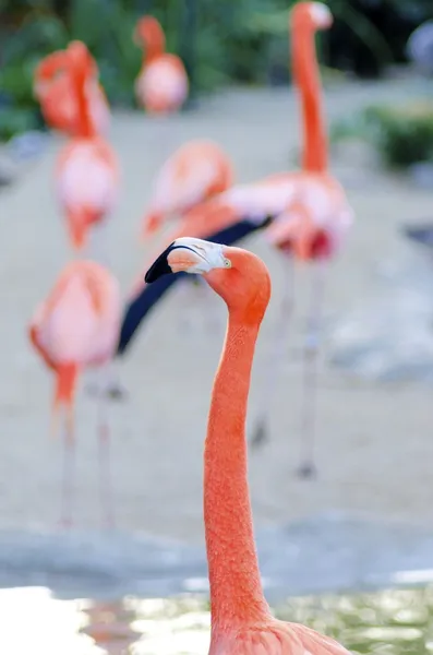 Caribbean Flamingo — Stock Photo, Image