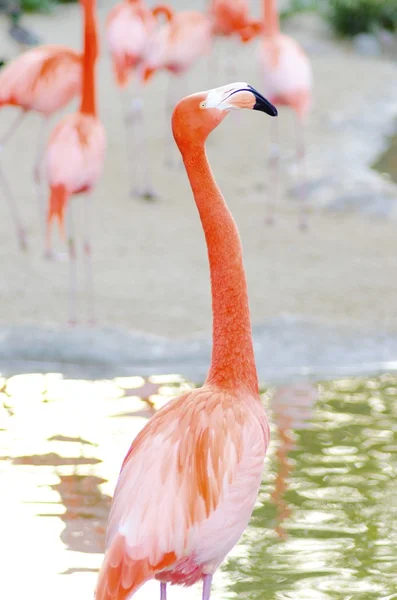 Caribbean Flamingo — Stock Photo, Image